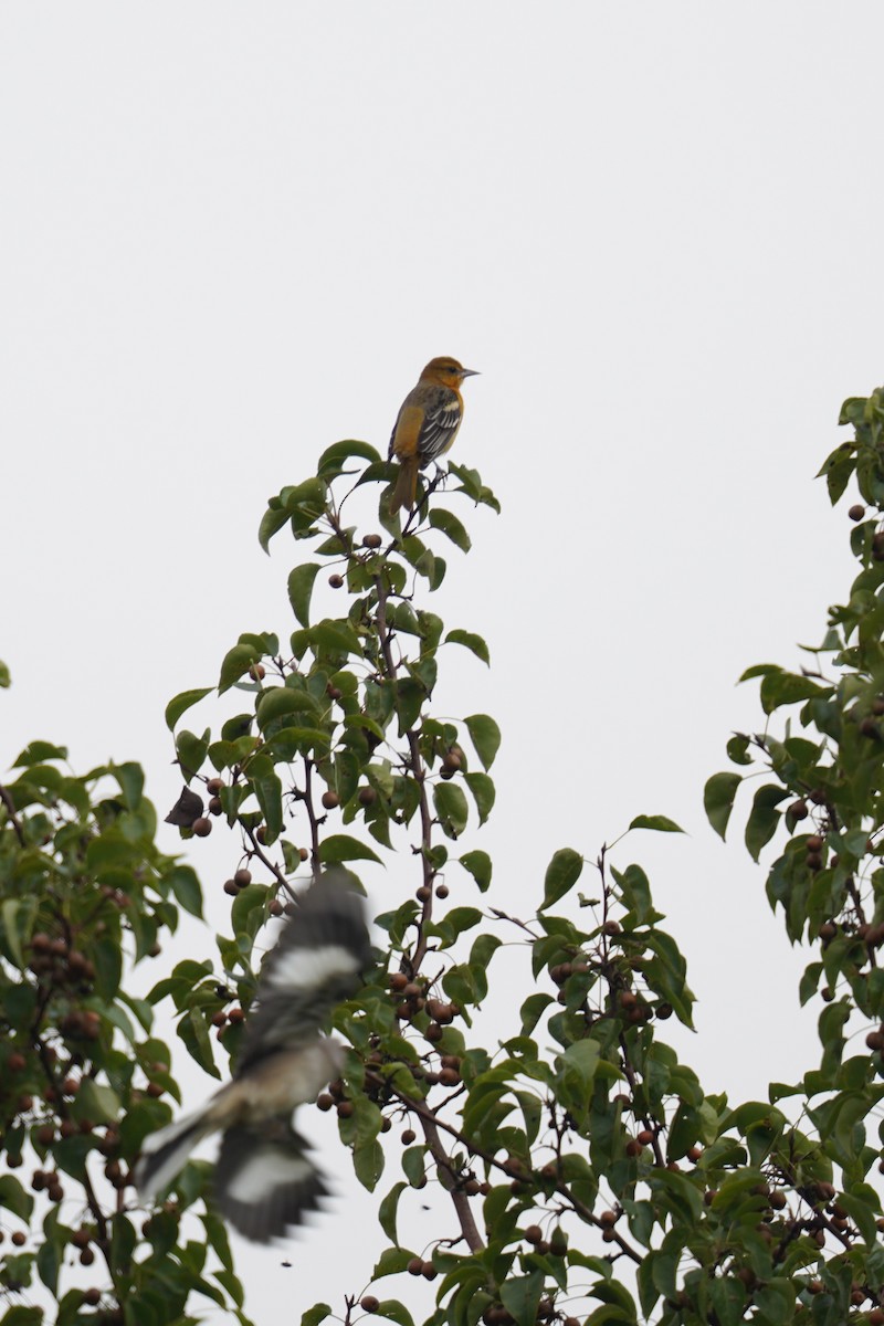 Baltimore Oriole - ML624469743