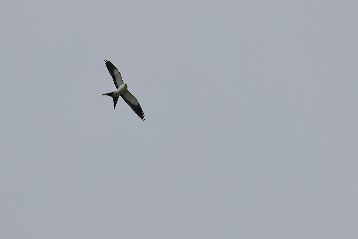 Swallow-tailed Kite - ML624469809