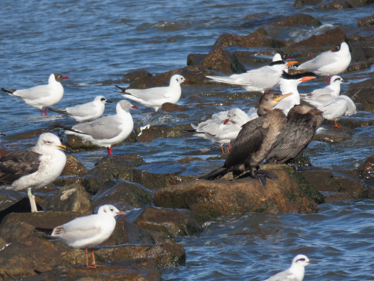 Gray-hooded Gull - Andrey Apashkin