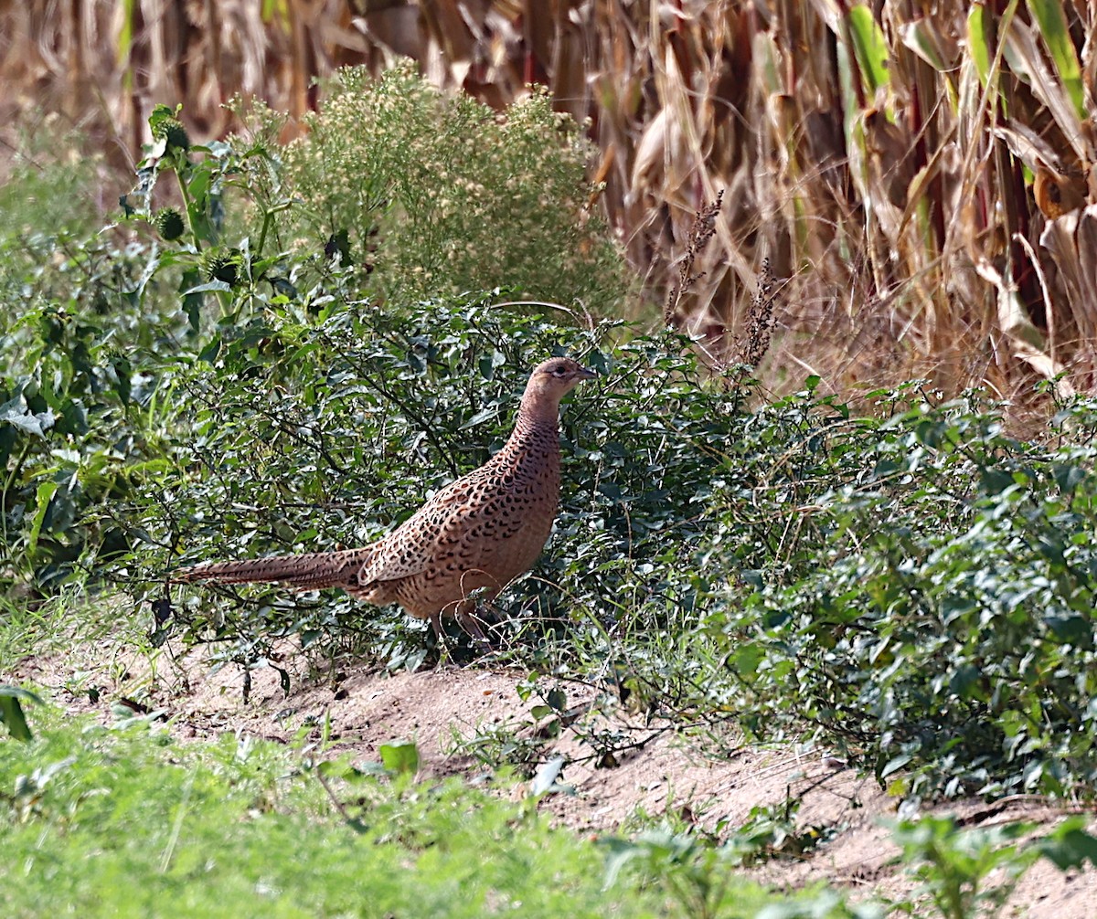 Ring-necked Pheasant - José Gravato