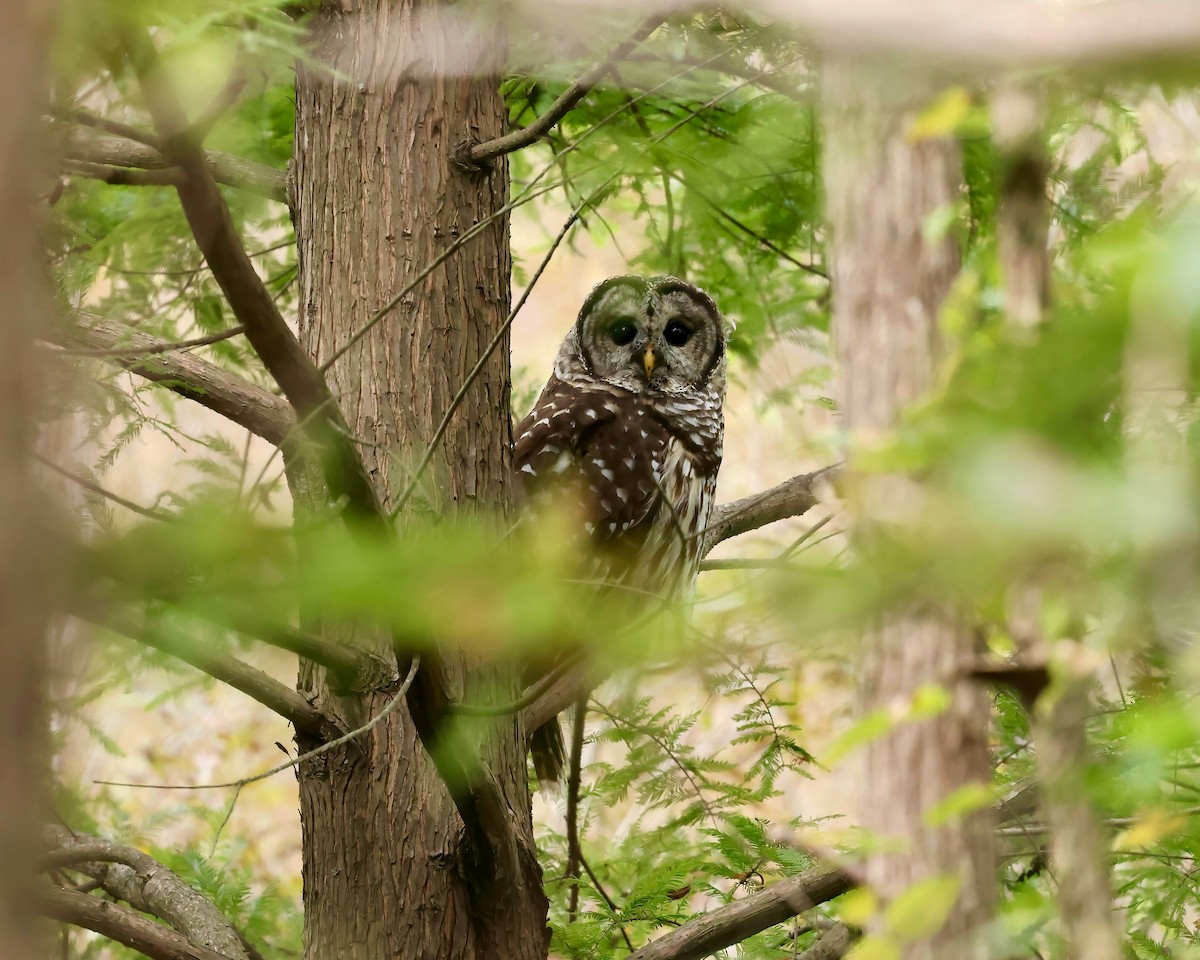Barred Owl - ML624470087