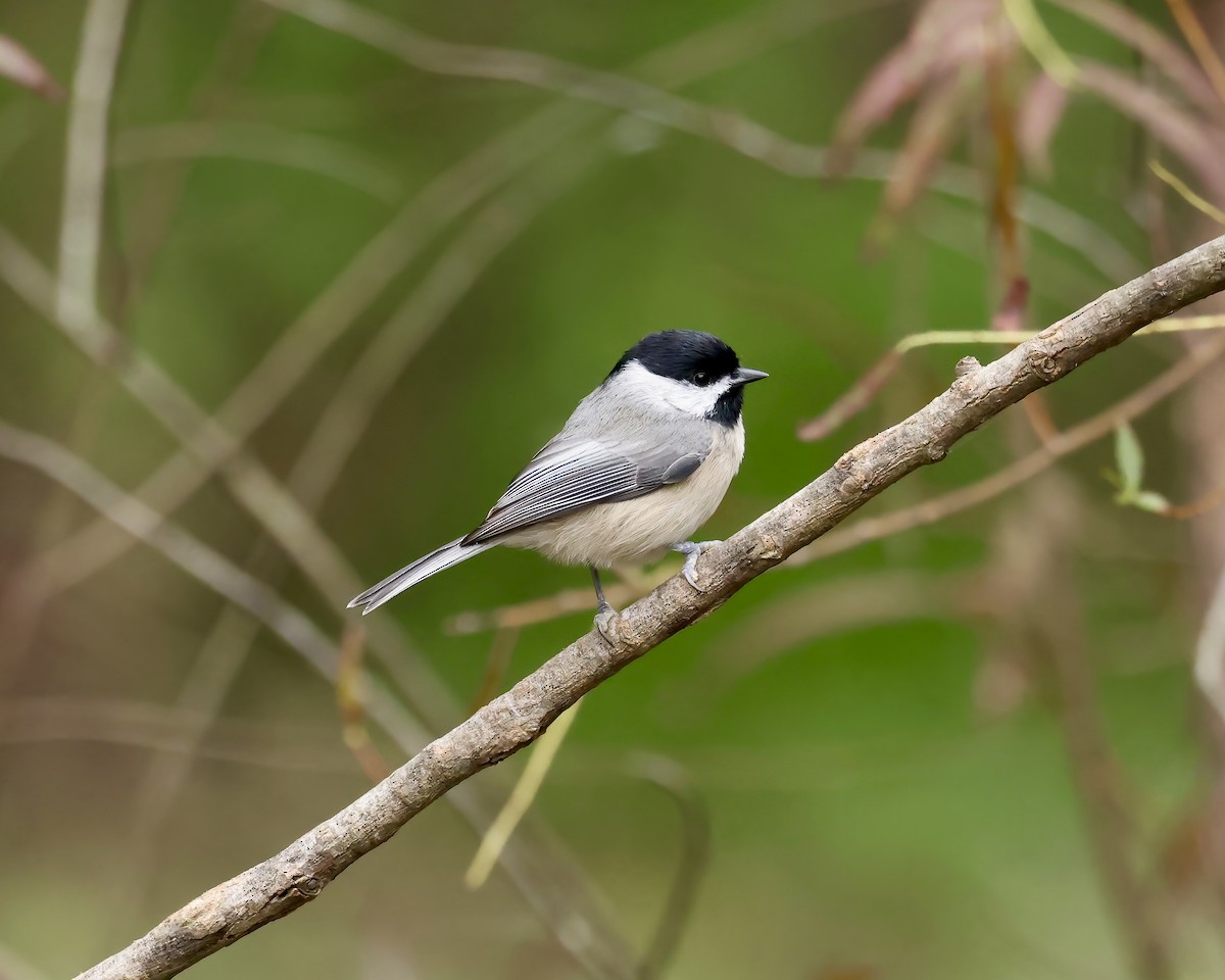 sýkora karolínská - ML624470114