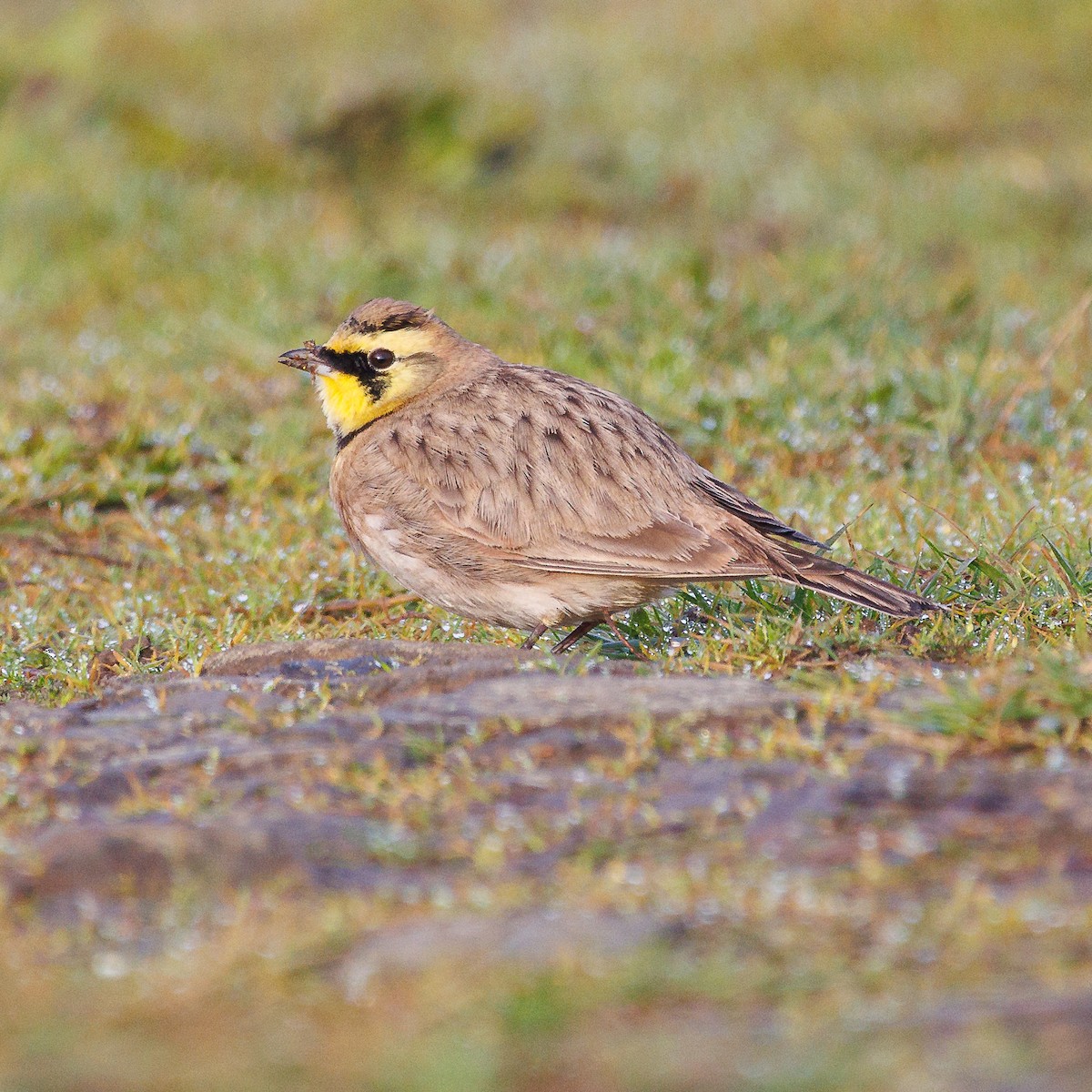 Horned Lark - Ethan Allred