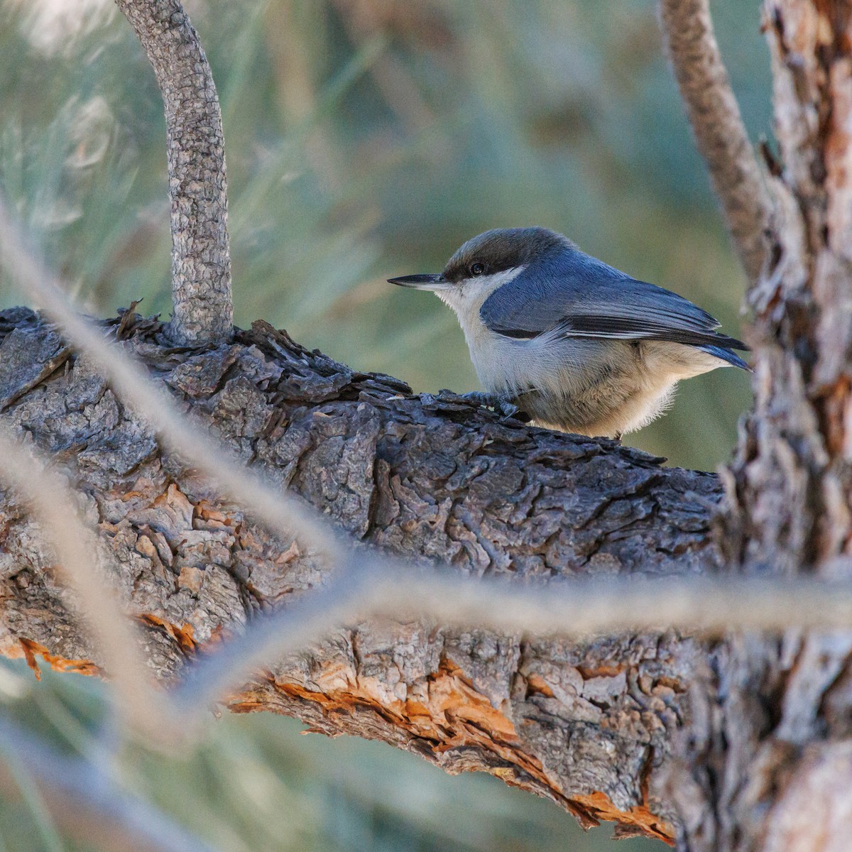 Pygmy Nuthatch - ML624470178