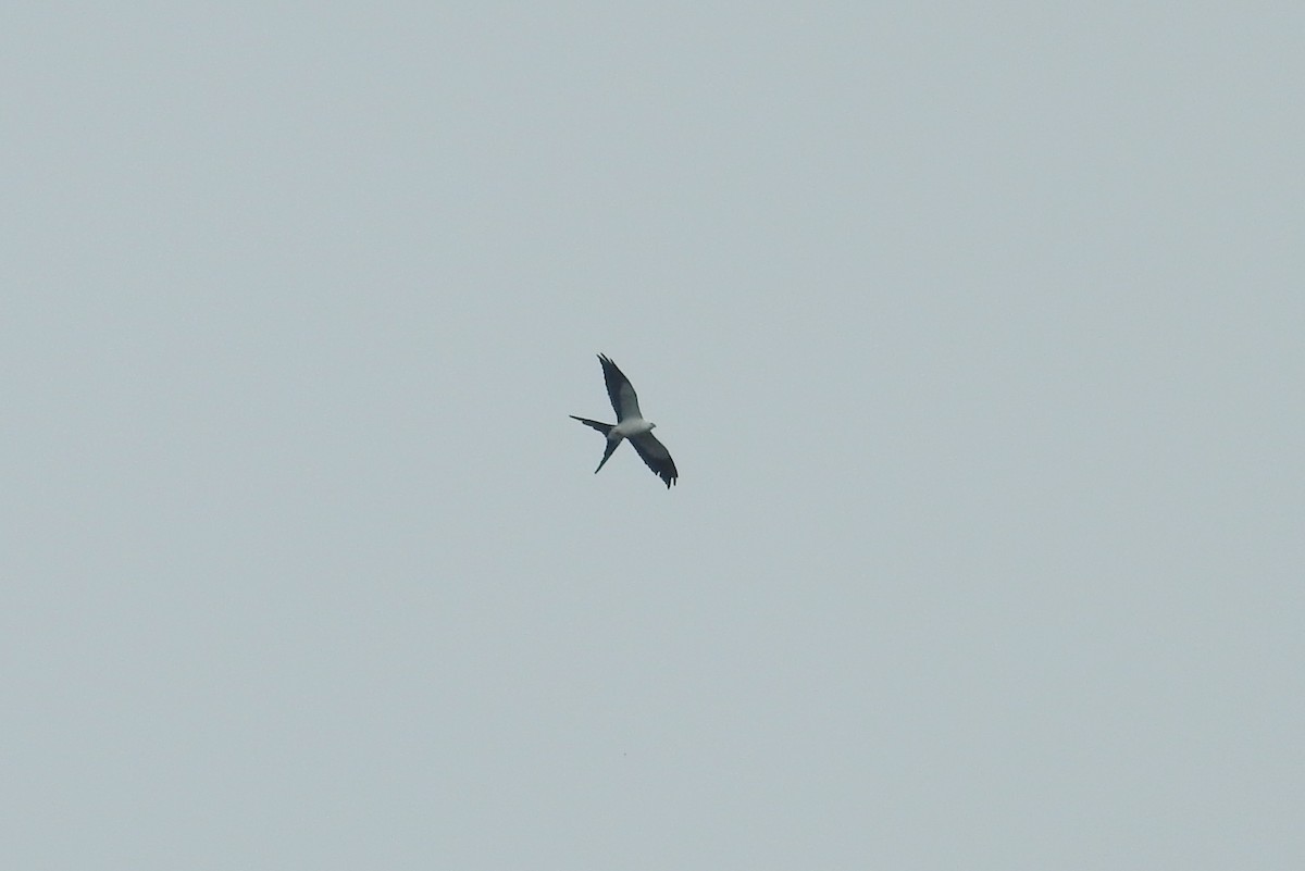 Swallow-tailed Kite - ML624470281