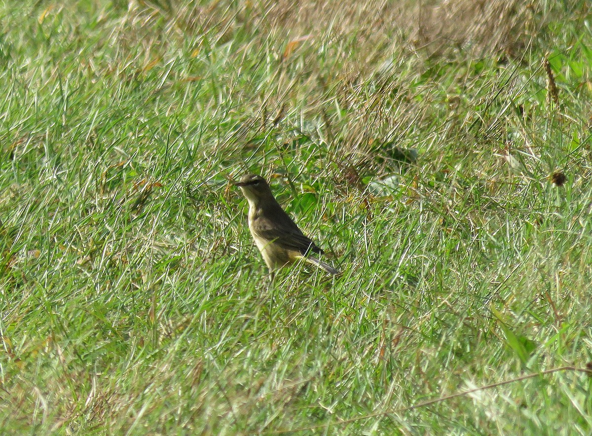 Palm Warbler - ML624470289