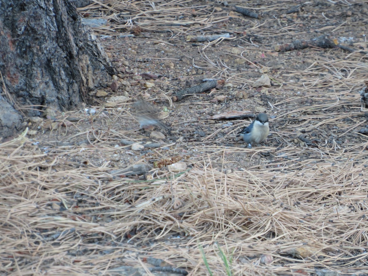 Pygmy Nuthatch - ML624470464