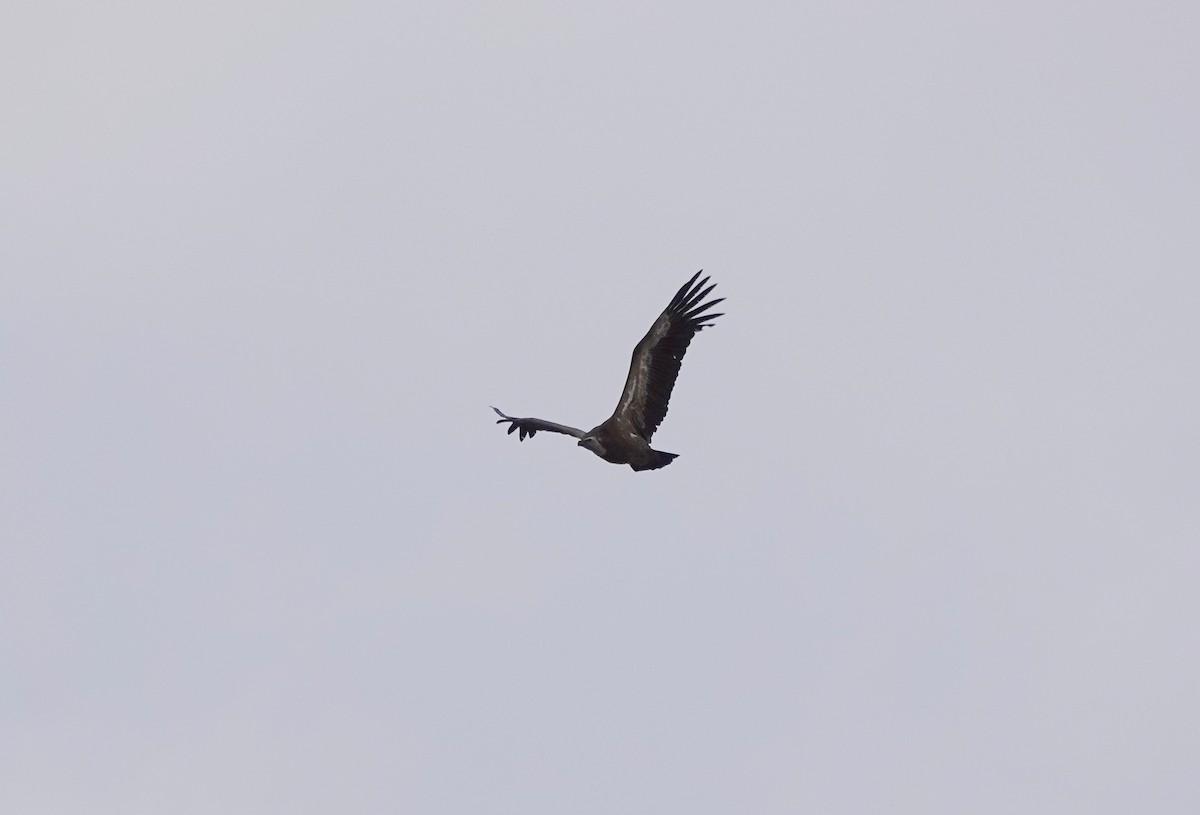 Eurasian Griffon - ML624470558