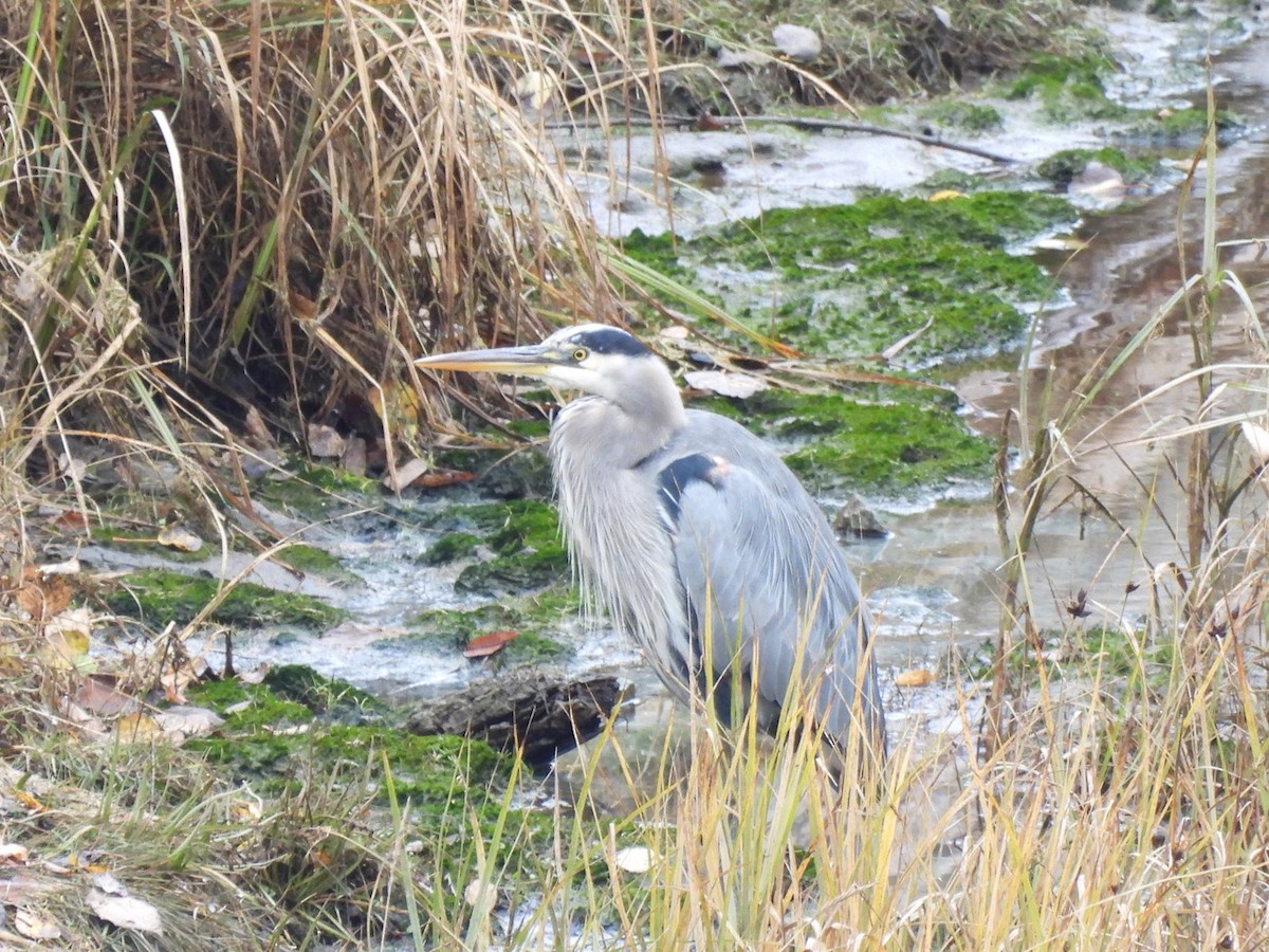 Great Blue Heron - ML624470620