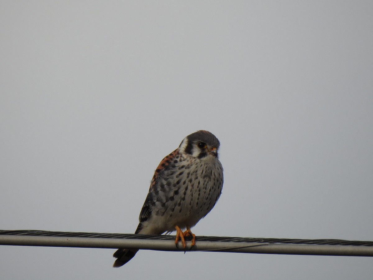 American Kestrel - ML624470666