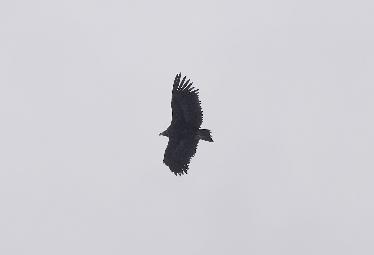 Cinereous Vulture - ML624470675