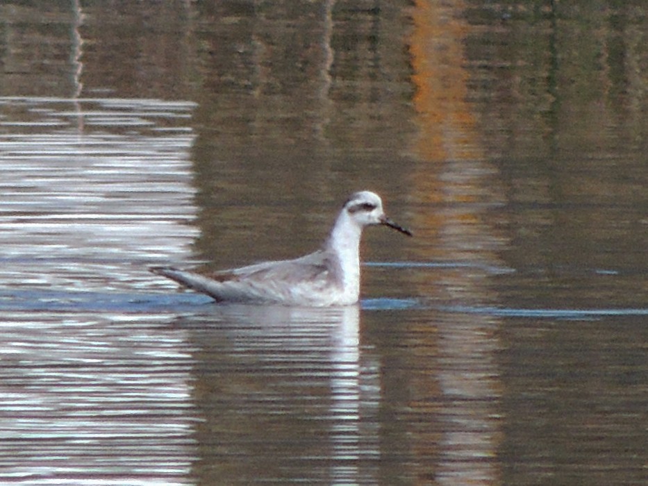 Red Phalarope - Simón Pla García