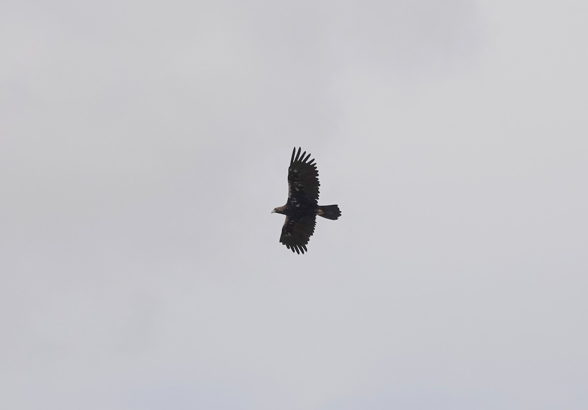 Spanish Eagle - ML624470711