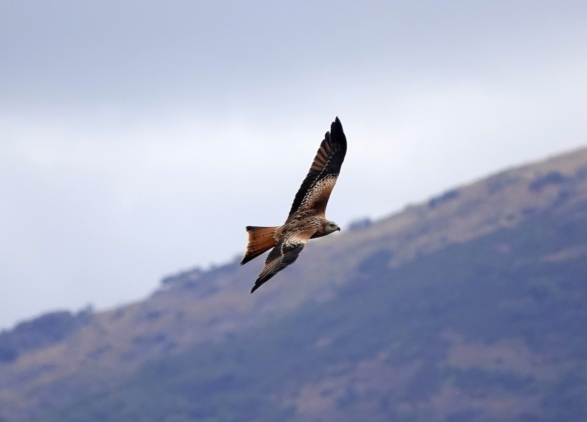 Red Kite - ML624470723