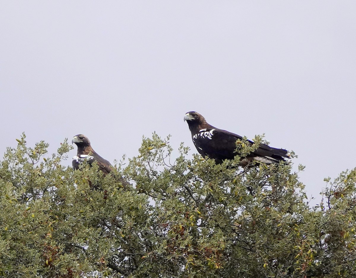 Spanish Eagle - ML624470773