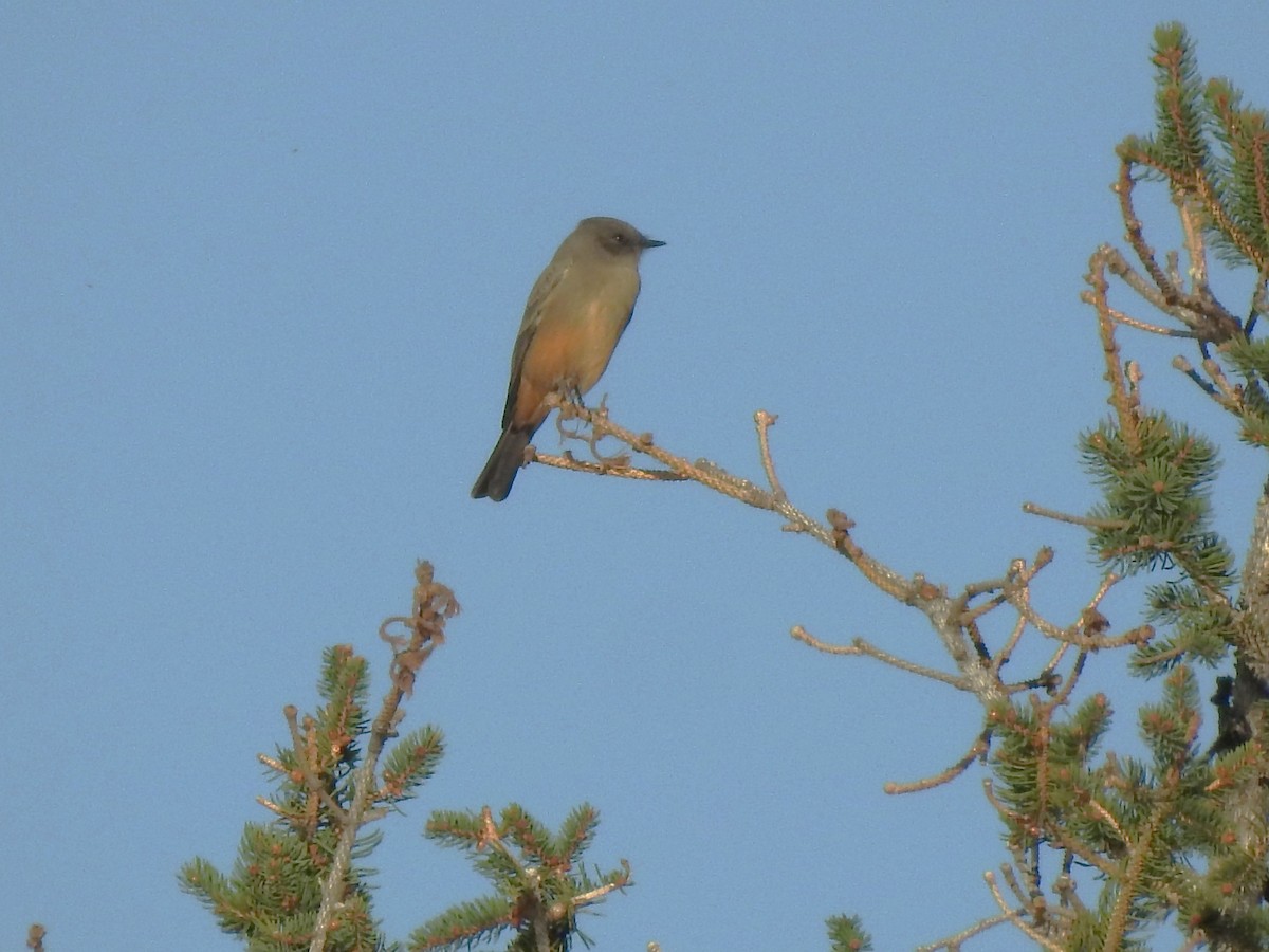 Say's Phoebe - ML624471028