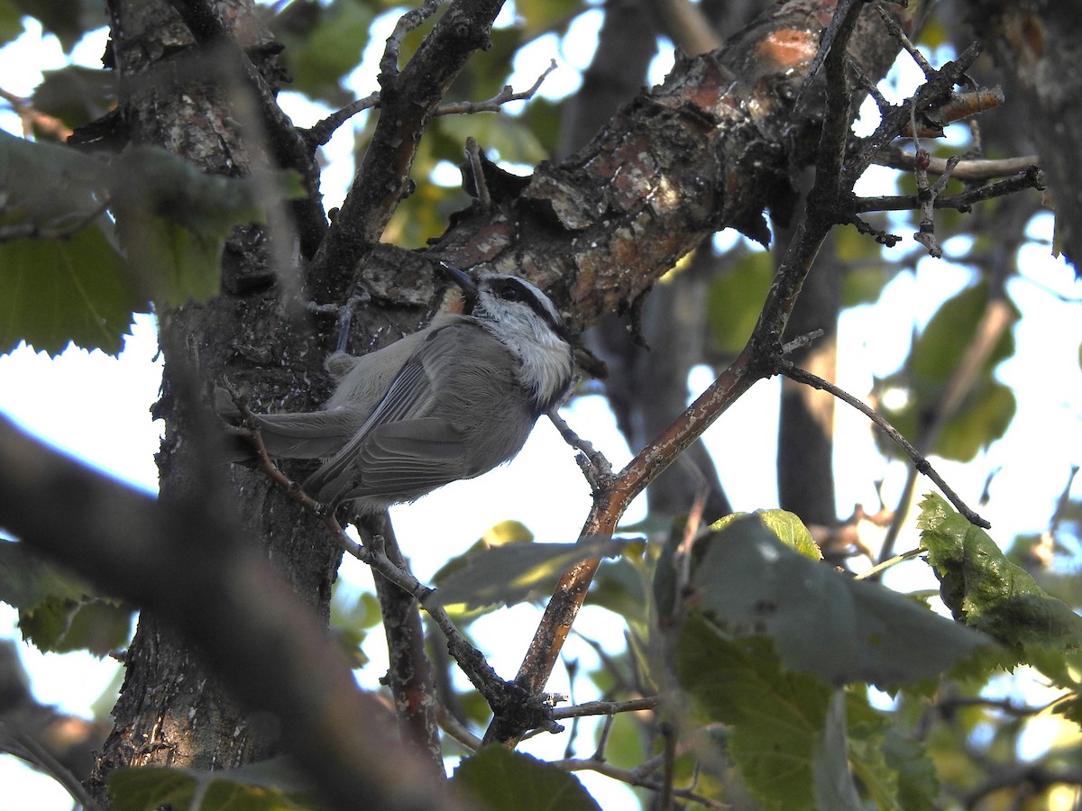 Mountain Chickadee - ML624471038
