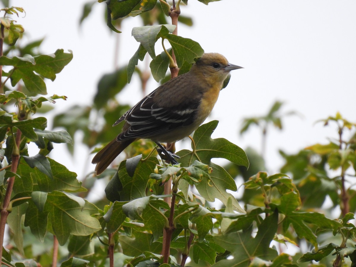 Baltimore Oriole - ML624471104