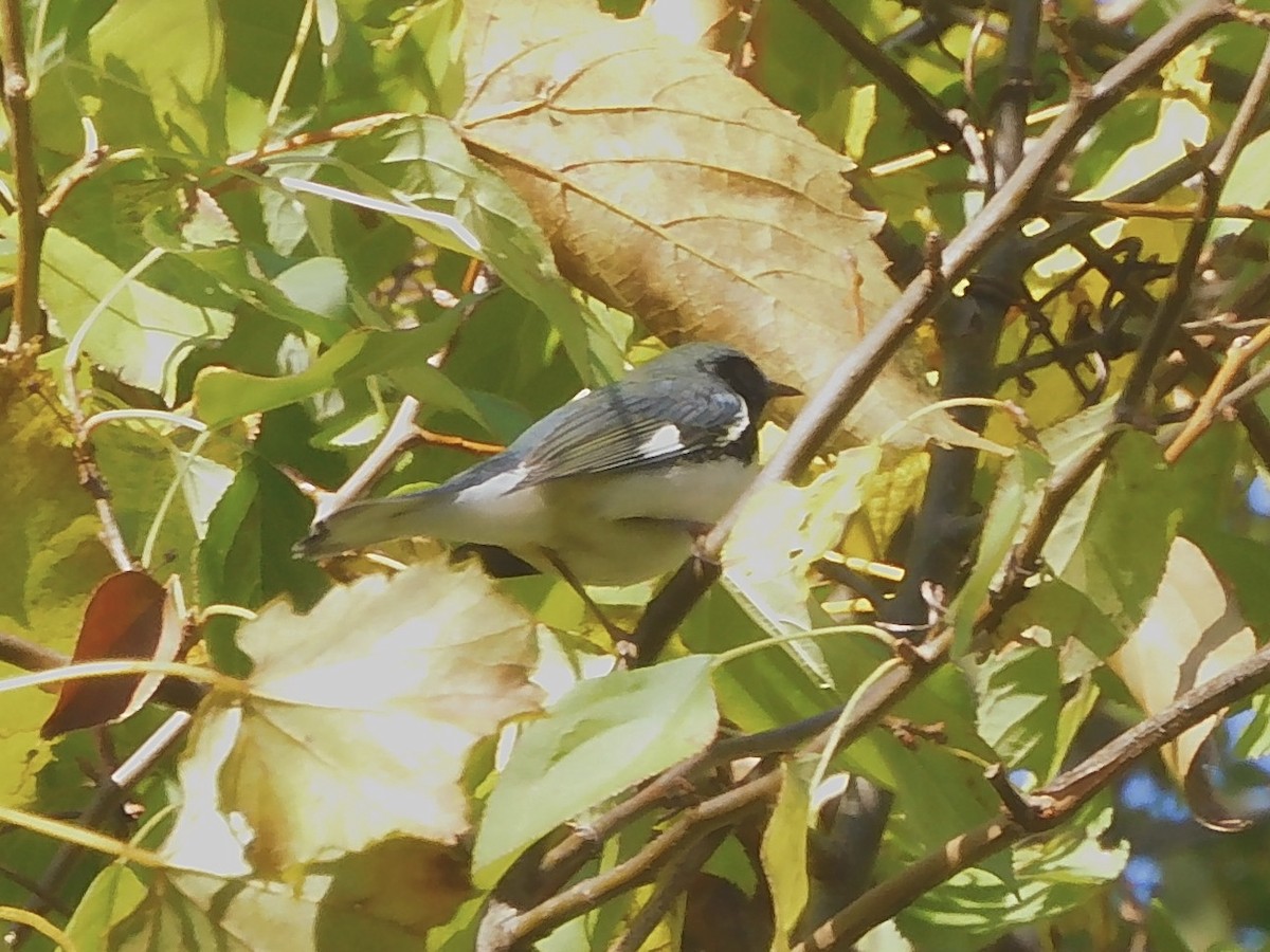 Black-throated Blue Warbler - ML624471108