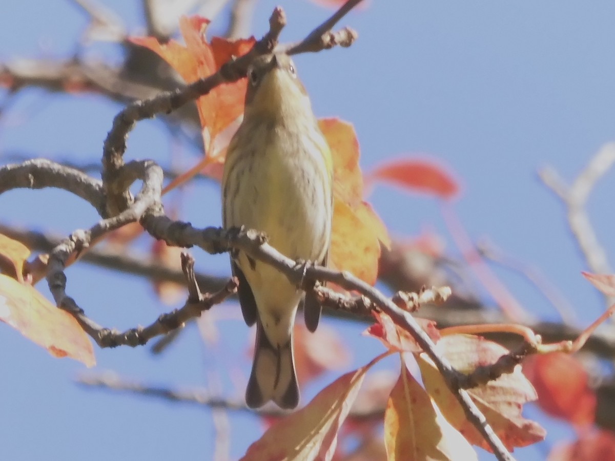 Yellow-rumped Warbler - ML624471124