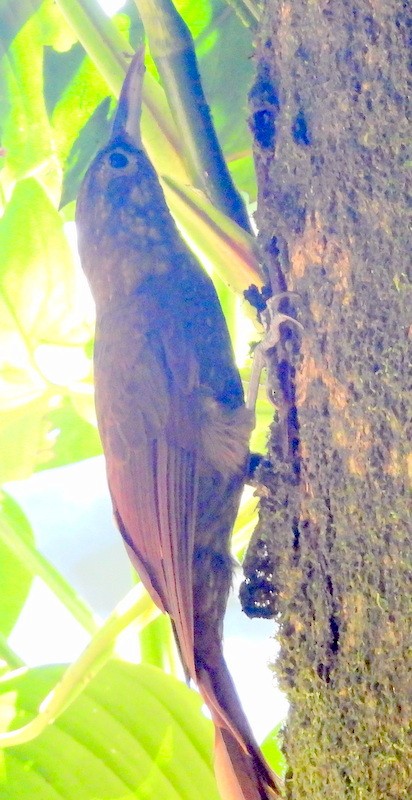 Piping Woodcreeper - ML624471182