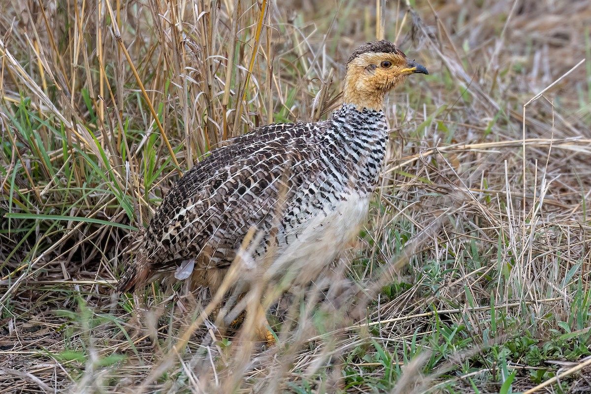 frankolín rezavohlavý - ML624471461