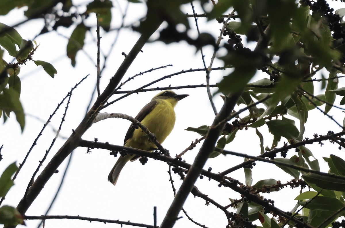 Lemon-browed Flycatcher - ML624471620