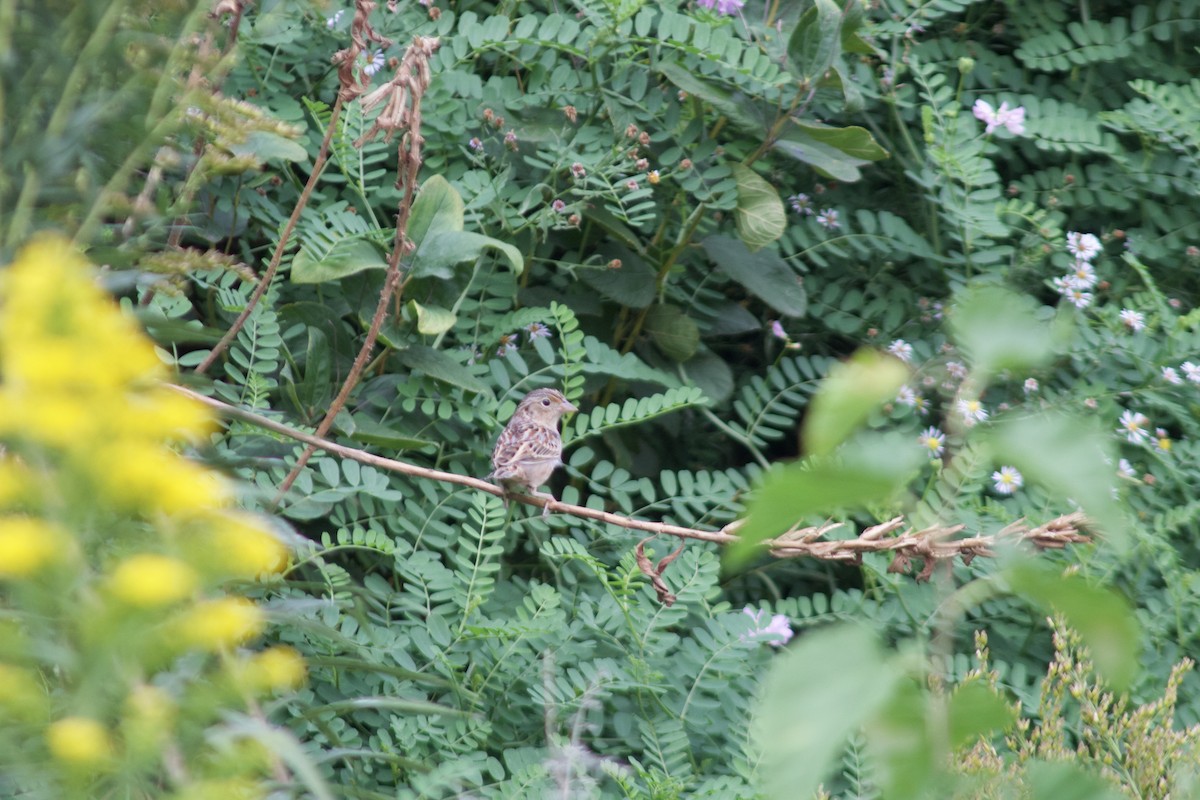 Grasshopper Sparrow - Sarah Roberts