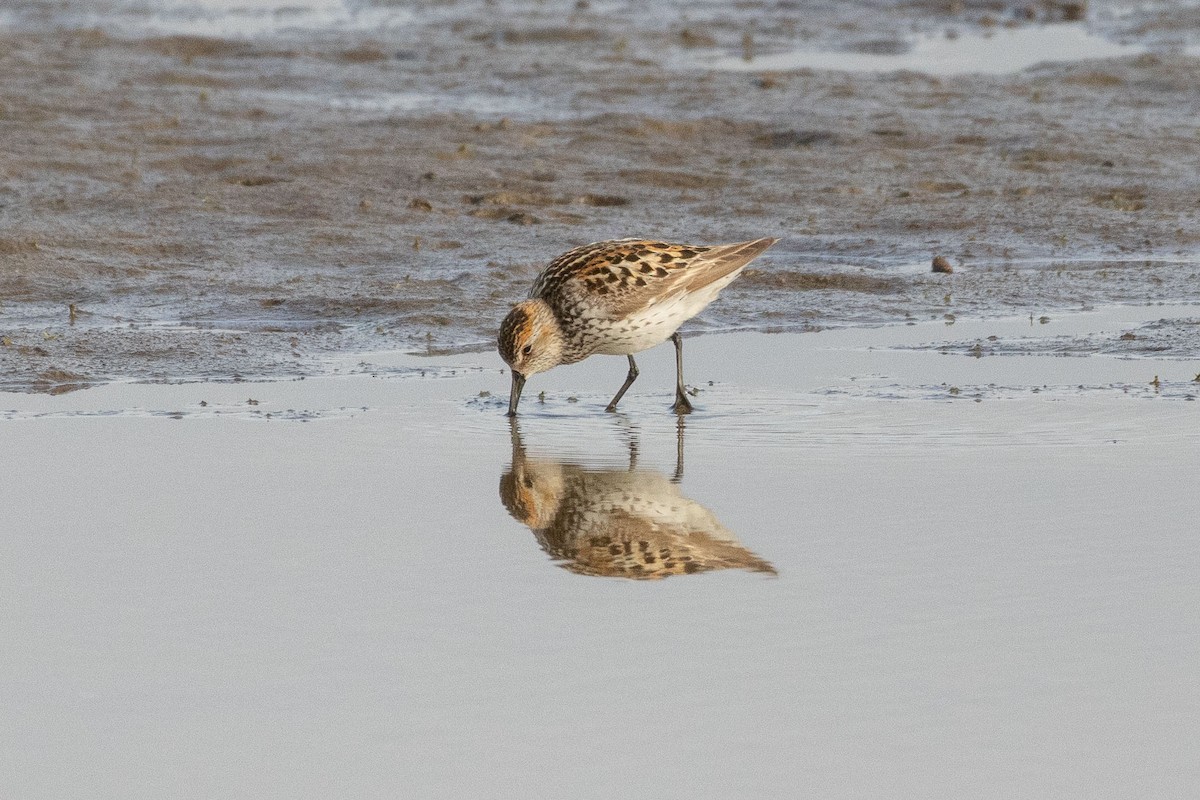 Western Sandpiper - Ethan Allred