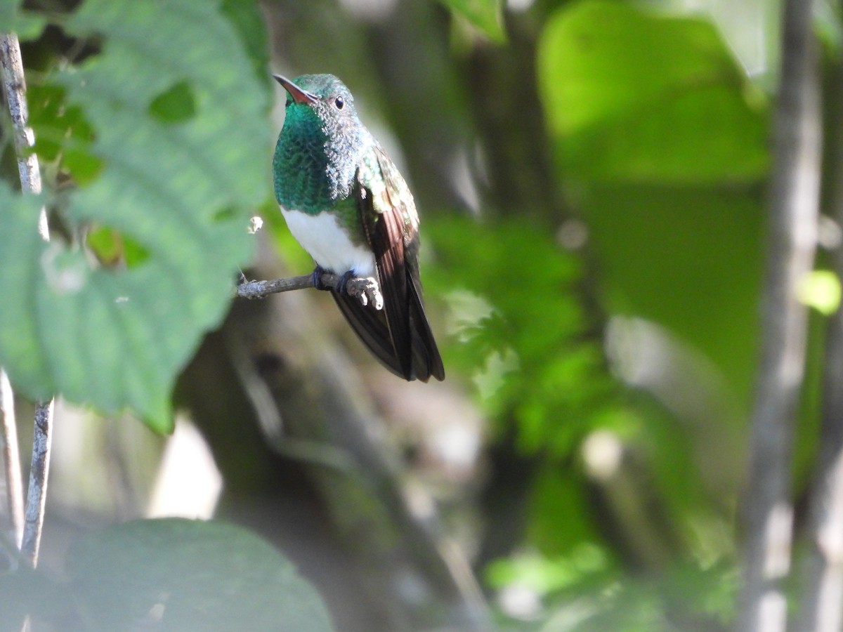 Snowy-bellied Hummingbird - ML624471772