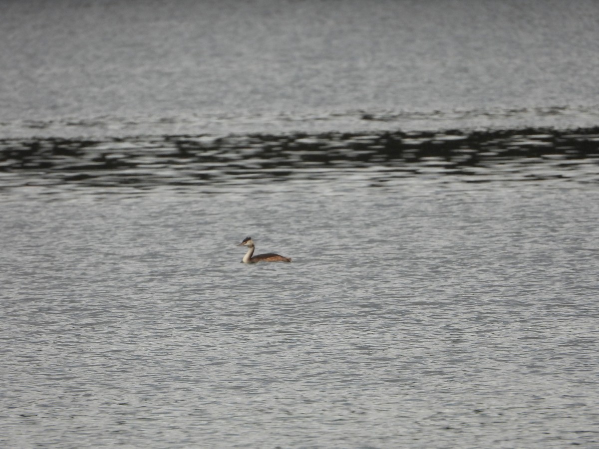 Great Crested Grebe - Franqui Illanes