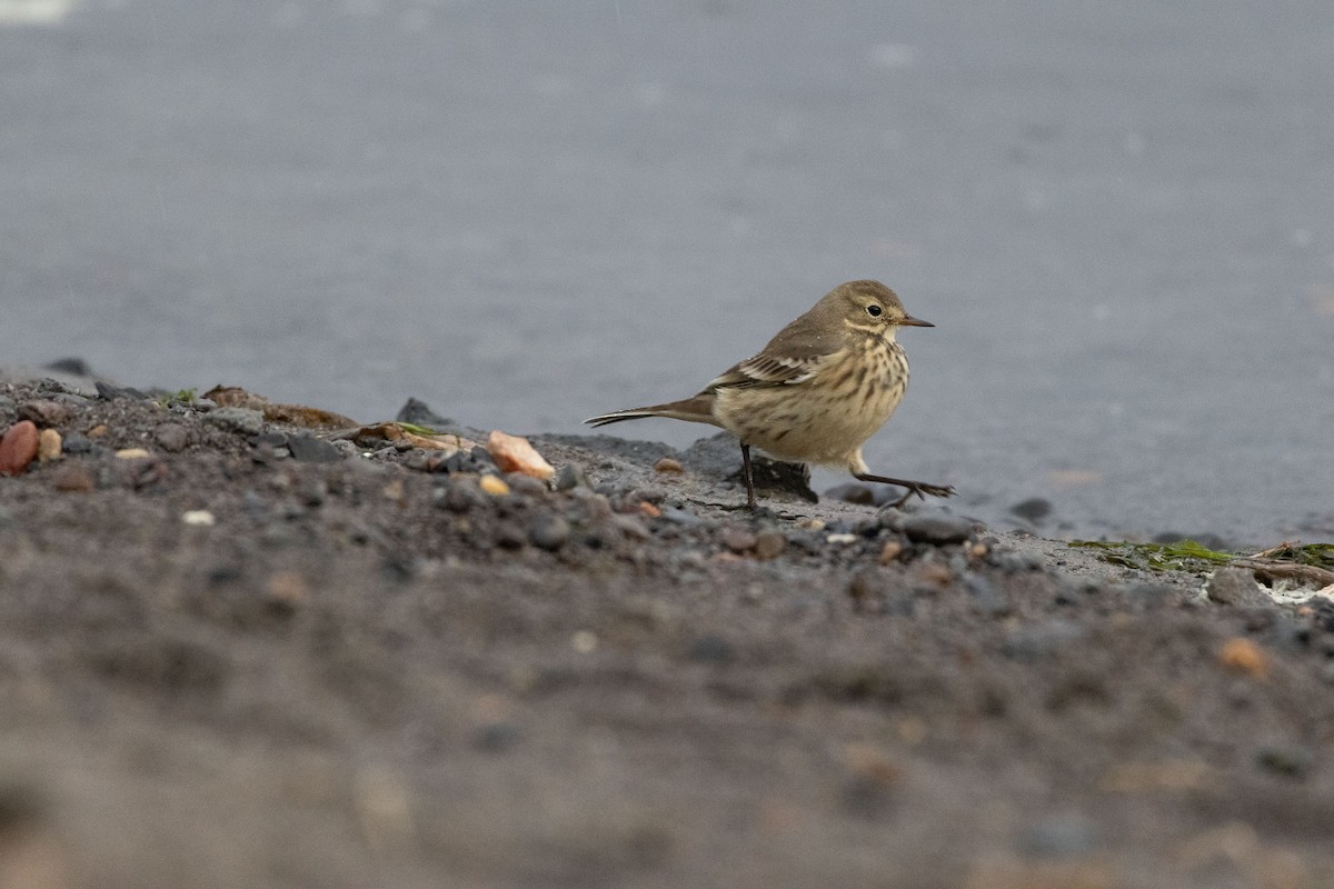 Pipit d'Amérique - ML624472187