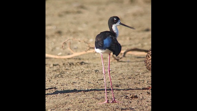 Black-necked Stilt (Hawaiian) - ML624472564