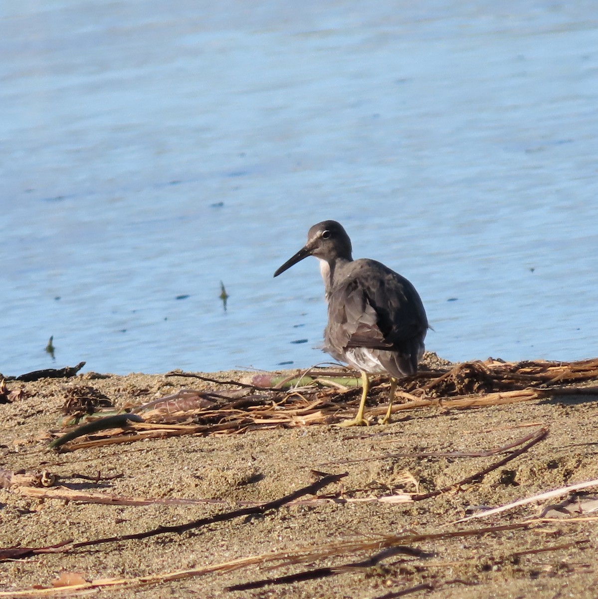 Wandering Tattler - ML624472586