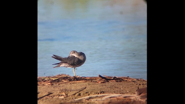 Wandering Tattler - ML624472587