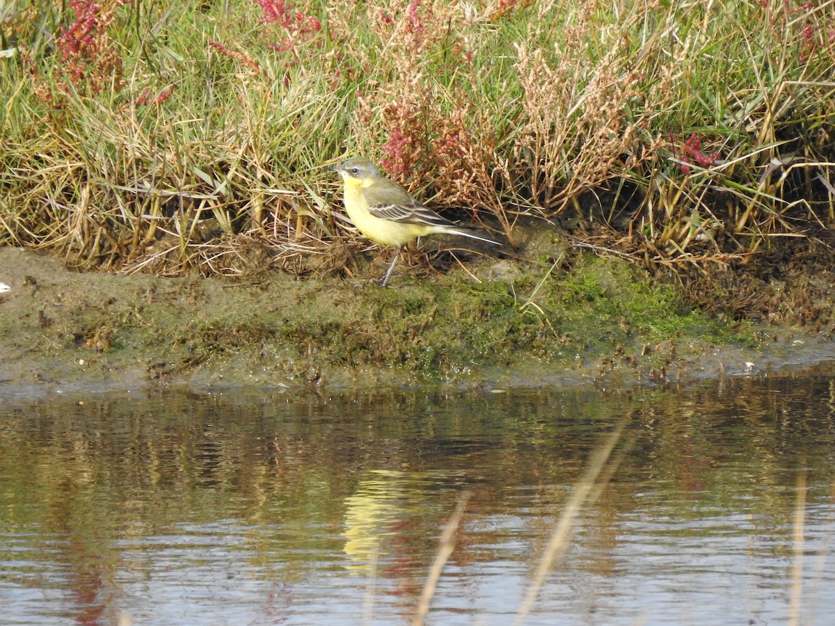 Eastern Yellow Wagtail - ML624472680