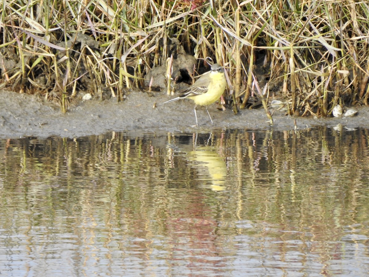 Eastern Yellow Wagtail - ML624472681