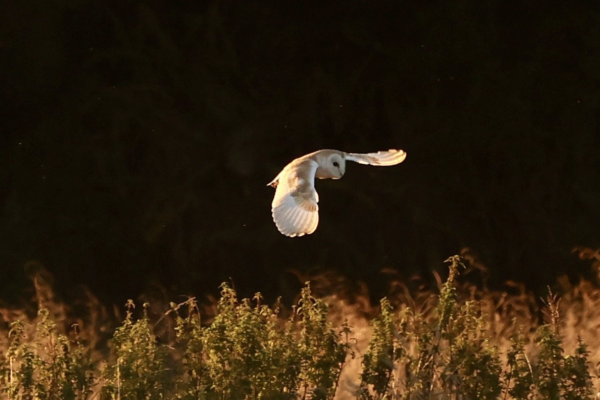 Barn Owl - ML624472744