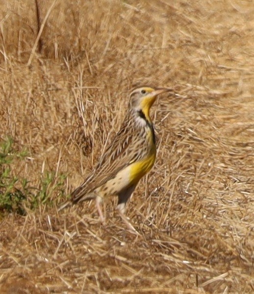 Western Meadowlark - ML624472780