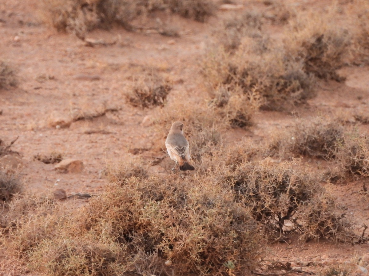 Red-rumped Wheatear - ML624472834