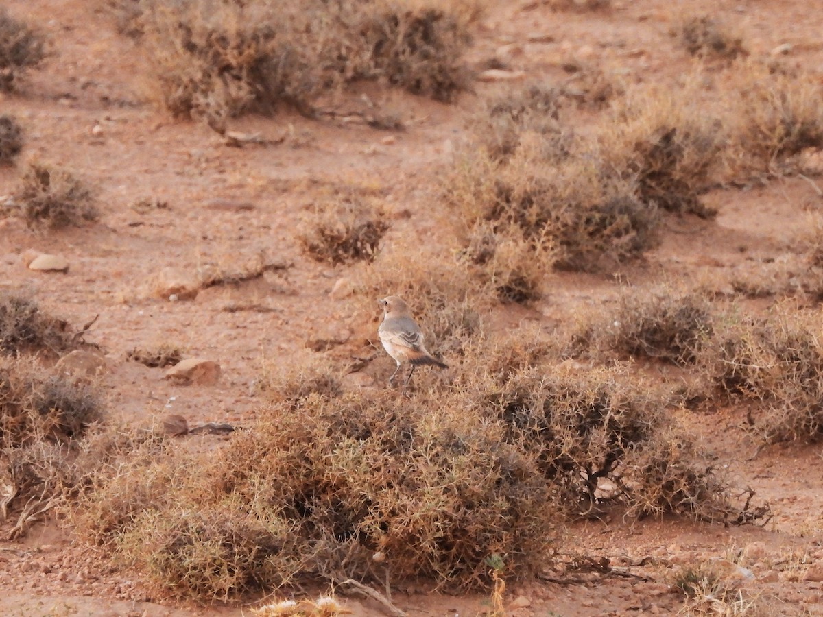 Red-rumped Wheatear - ML624472835