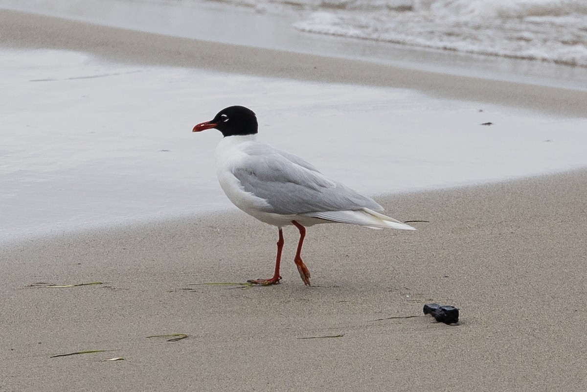 Mediterranean Gull - ML624472857