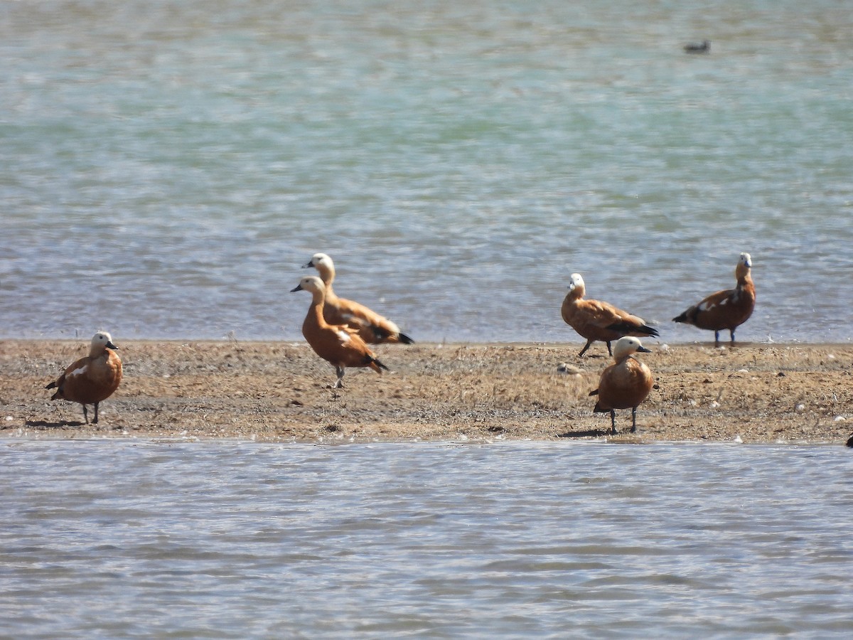 Ruddy Shelduck - ML624472933