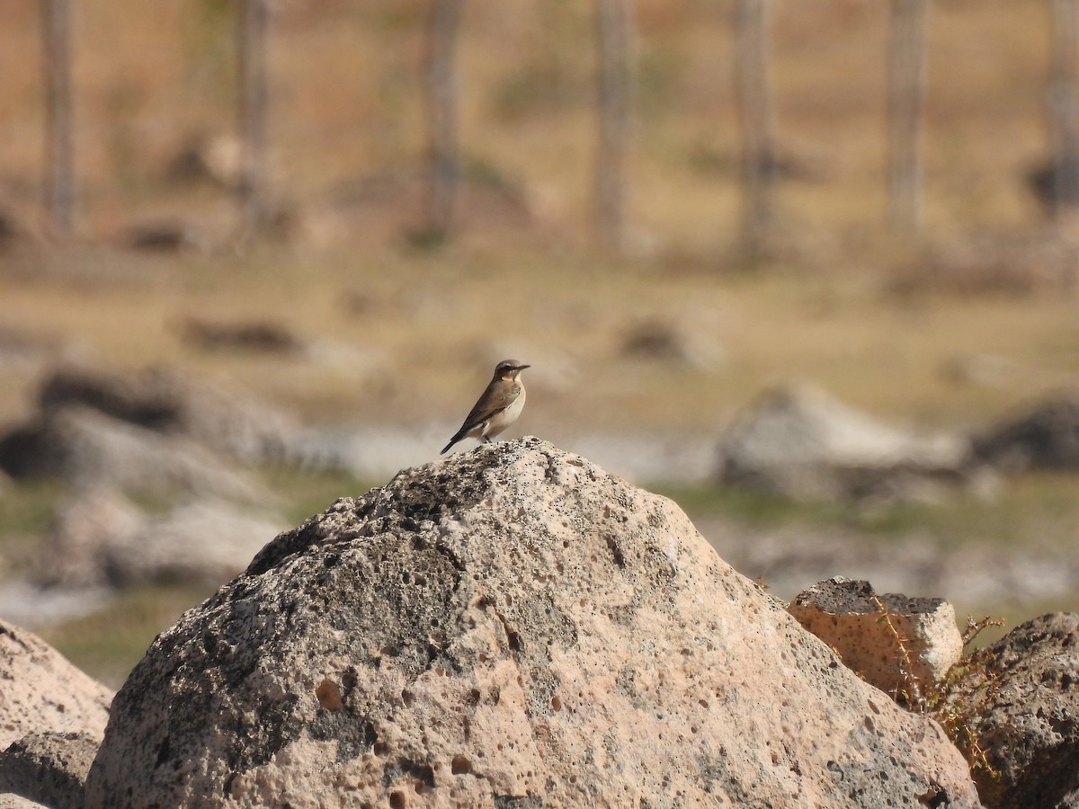 Northern Wheatear - ML624472938