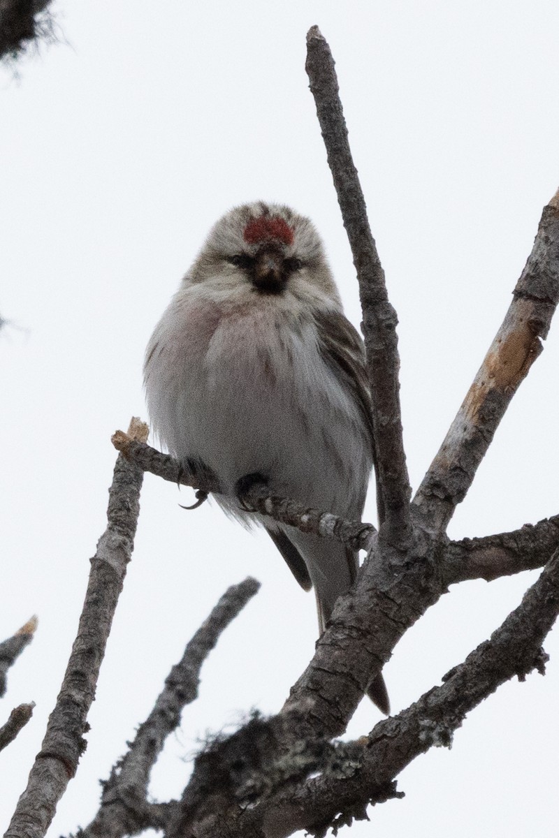 Hoary Redpoll - ML624472995