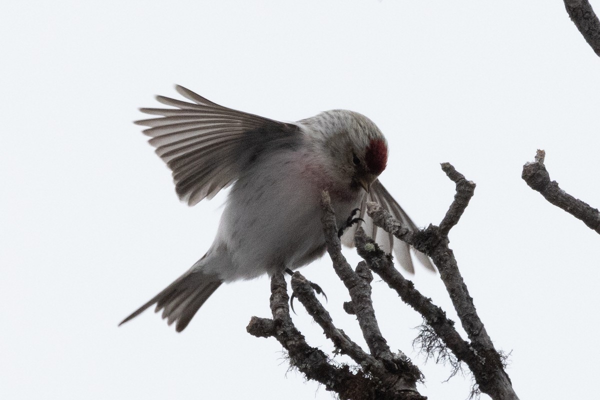 Hoary Redpoll - ML624472996