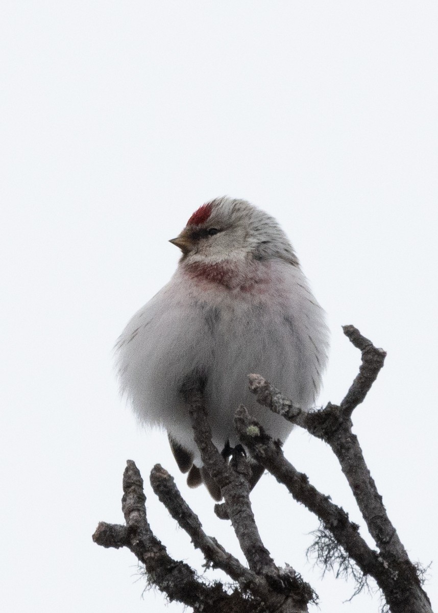 Hoary Redpoll - ML624472997