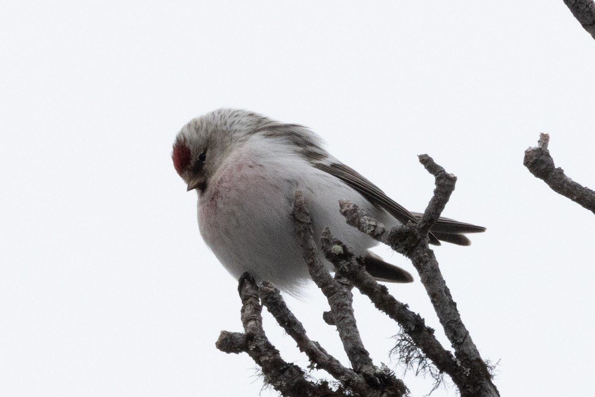 Hoary Redpoll - ML624472998