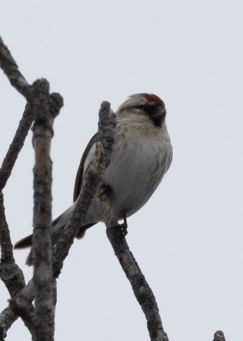 Hoary Redpoll - Tim Harrop