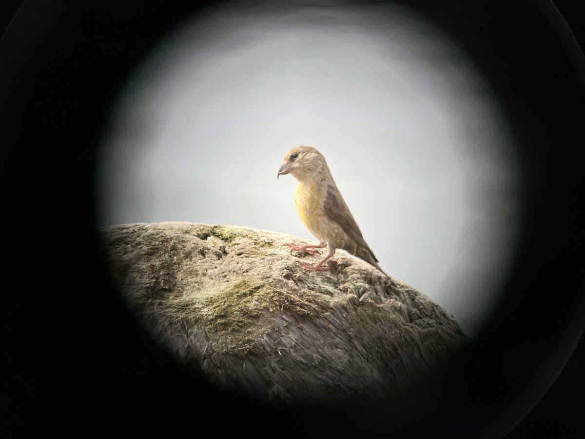 Red Crossbill - ML624473005